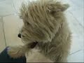casper the dawg Xplicit