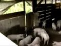 trabajo en INTAG