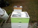 Powder Sugar Treatment, Test 2