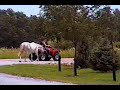 11 year old 15 hh aqha mare for sale in omaha ne. she is on equine.com and dreamhorse.com. quiet, good with kids, take a look!