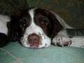 Springer