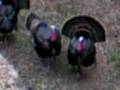 Gobblers Go Courting in November