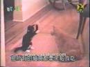 combat cats