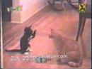 combat cats