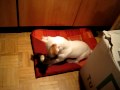 PANCHO - JUGANDO CON UN CORDON DE ZAPATO ...