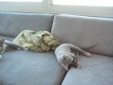 Russian Blue cat playing with fur toy Russian Blue cat playing with fur toy