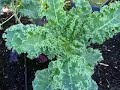 Nutritious Kale and Chard