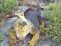 Galapagos Day