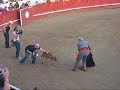 Jerry Springer and his Dancing with the Stars Co-Star go to a Portuguese Bullfight in Thornton, CA the weekend of October 14, 2006. Jerry fights a REAL LIVE BULL!  :)