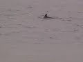 Bottle Nosed Dolphin Bottle Nosed Dolphin