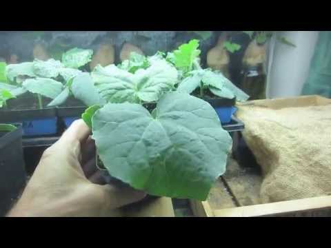how to grow vegetables from seed