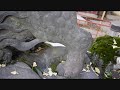 スサノオ神社の獅子山