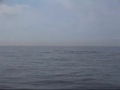 Gray Whales swimming