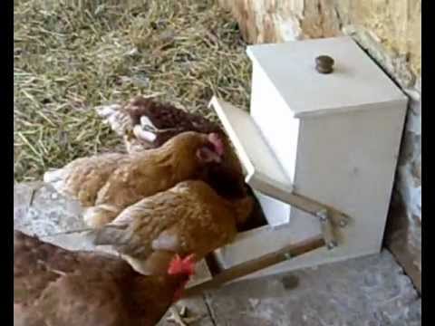 PVC Chicken Feeder Plans