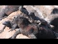 \"The Giant Tortoise\ \"The Giant Tortoise\