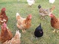 Surrounded by a gang of Hens!