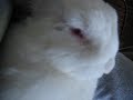 Bunny Sleeping Bunny Sleeping
