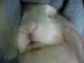 Bunny-Sleeping