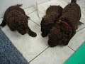 perro de agua Welpen perro de agua Welpen