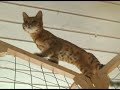 Bengal cat Brigit acting like a bird.
