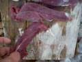 goose hunting, cleaning, and eating (part4)