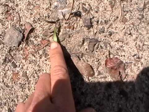 how to transplant cilantro