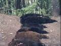 The Great Bear Conspiracy Part 1