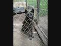 The Heart of North Mecklenburg Animal Rescue