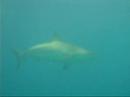 bull shark closer swim by