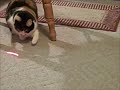 cat plays with lazier light
