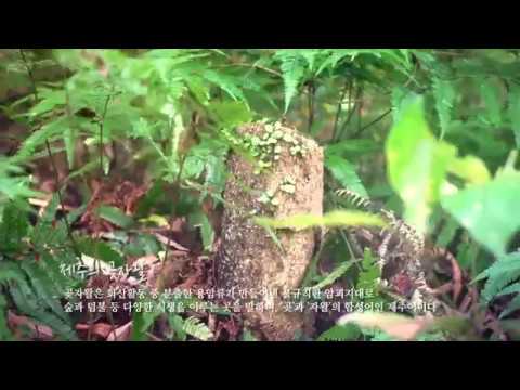 제주 곶자왈도립공원 180s 제주여행 제주곶자왈