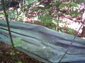 Nancy Today: Hammock in the woods