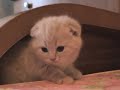 Скерцо шотландский вислоухий котенок