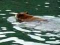 Shasta lake bear swimming across the lake.