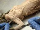 Professor Narrated: Cat Dissections, Muscles Professor Narrated: Cat Dissections, Muscles