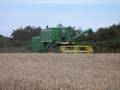 JOHN DEERE 955 Combine Harvester working in Guernsey