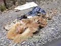 perros abandonados