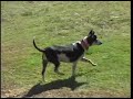 Josie Needs a Home