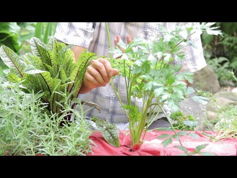 how to harvest chives