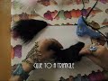 Cat ear tutorial Cat ear tutorial