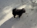 Affenpinscher