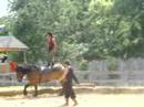 Fratelli Equestrian Arts Show number 3