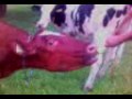 krowa /cows