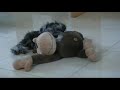 Mini-Schnauzer (A Brolly Tribute)