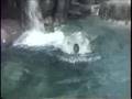 Polar Bear Swimming