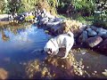 Pugs and Pugspuppy