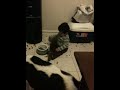 Samih's way of feeding the dogs