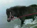 Donder Donder