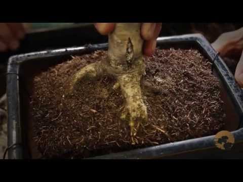 how to replant a bonsai plant