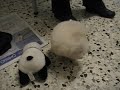 CUCCIOLA CERCA CASA!!!